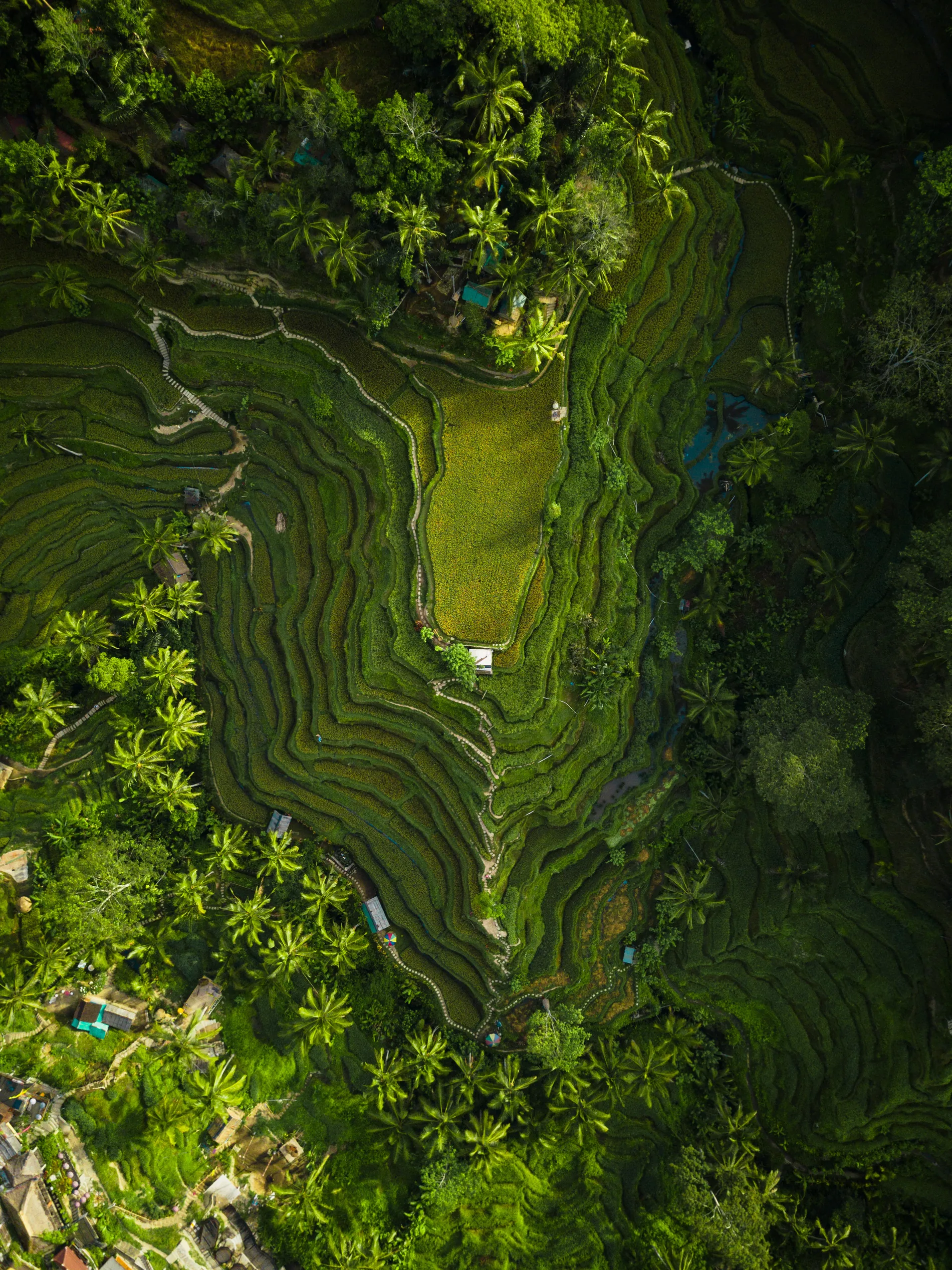 Pemandangan terasering Nusantara dari atas